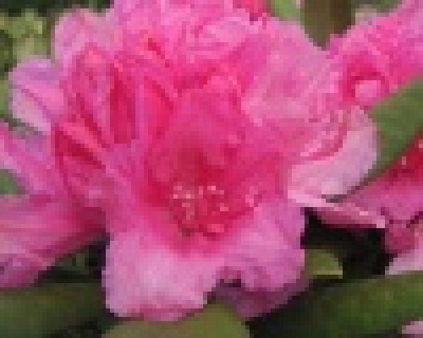 Rhododendron hybr. Dr. Kleinfeld  - Grossblumige Alpenrose -30-40