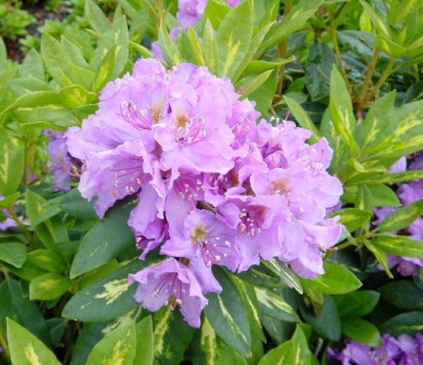 Rhododendron hybr. Goldflimmer - Grossblumige Alpenrose - 25-30
