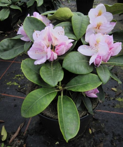 Rhododendron hybr. Gomer Waterer - Grossblumige Alpenrose - 30-40