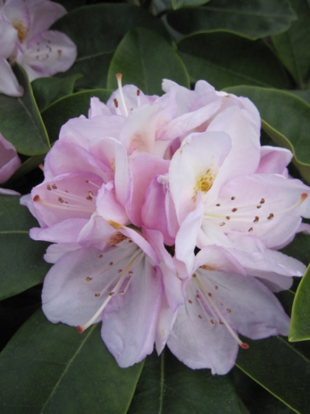 Rhododendron hybr. Gomer Waterer - Grossblumige Alpenrose - 30-40