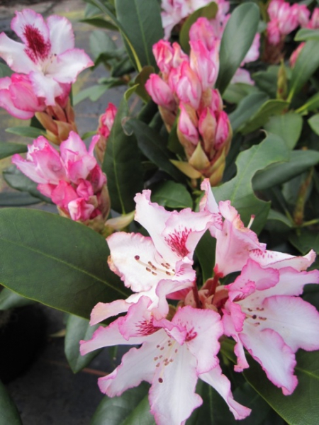 Rhododendron Hachmanns Charmant®