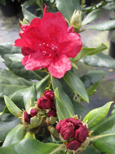 Rhododendron Hachmanns Feuerschein