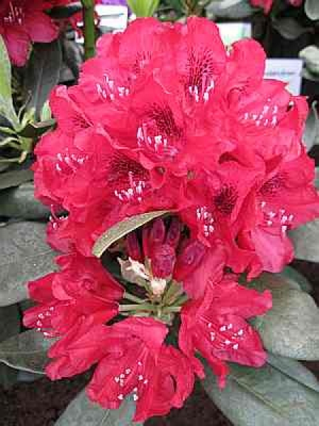 Rhododendron Hybride Carolin Scholz - Großblumige Alpenrose 30-40cm