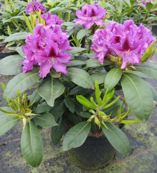 Rhododendron hybr. Rasputin - Grossblumige Alpenrose - 30-40 - Pflanzen  online kaufen