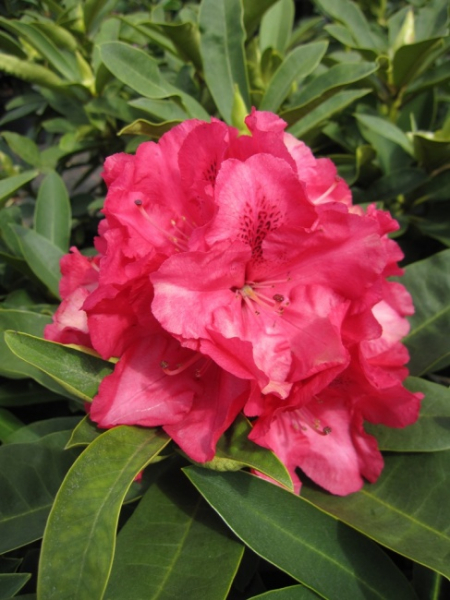 Rhododendron hybr. Wilgens Ruby - Grossblumige Alpenrose - 30-40