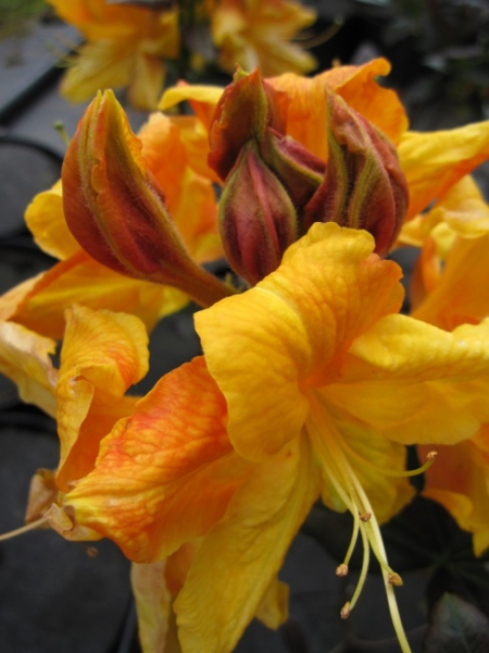 Rhododendron luteum Annabella - Sommergrüne Azalee -  25-30