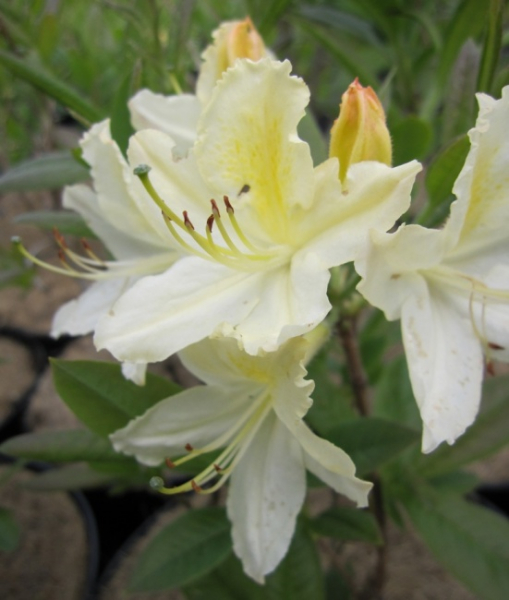 Rhododendron luteum Daviesii  - Sommergrüne Azalee - 25-30