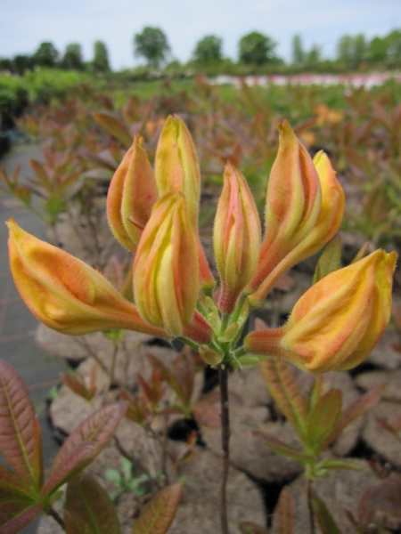 Rhododendron luteum Golden Sunset - Sommergrüne Azalee -  30-40