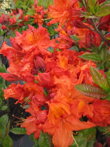 Rhododendron luteum Rosata - Sommergrüne Azalee -  25-30