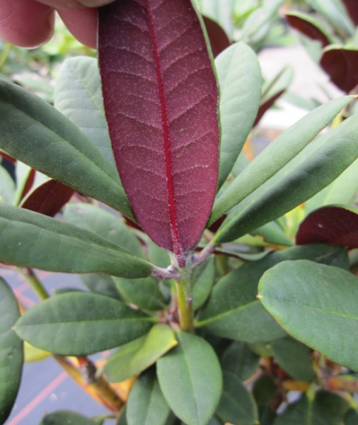 Rhododendron neriiflorum Burletta - Alpenrose - 30-40 - Pflanzen online  kaufen