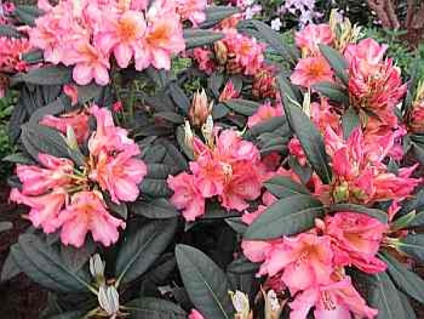 Rhododendron Hybride Circus - Großblumige Alpenrose 30-40cm