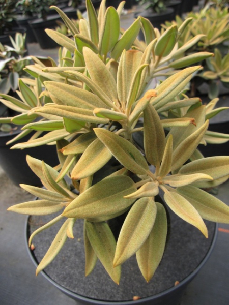 Rhododendron pachysanthum Silbervelours - Silberfilzige Alpenrose -  Blattschnheit - 30-40 - Pflanzen online kaufen