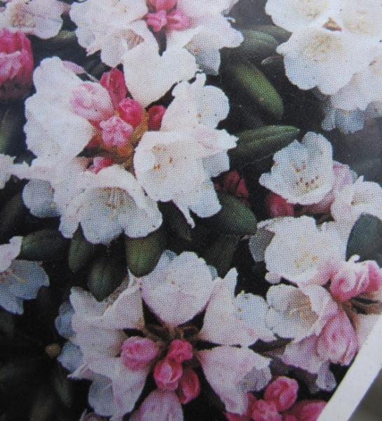 Rhododendron roxieanum var. oreonastes  - Tibetische Alpenrose - 25-30