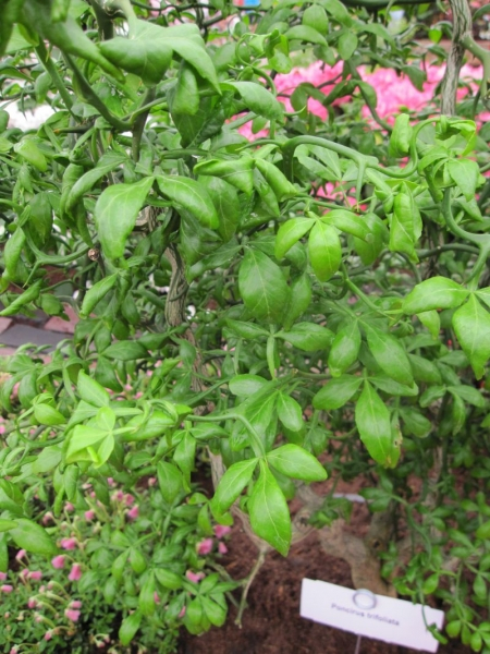 Poncirus trifoliata  - Bitterorange - Bitterzitrone -