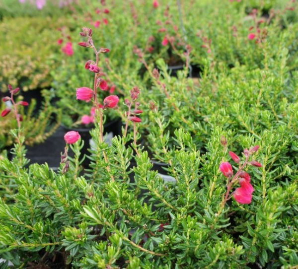 Daboecia cantabrica Amelie -S- - Irische Heide Amelie -S- - Glanzheide -  20-25