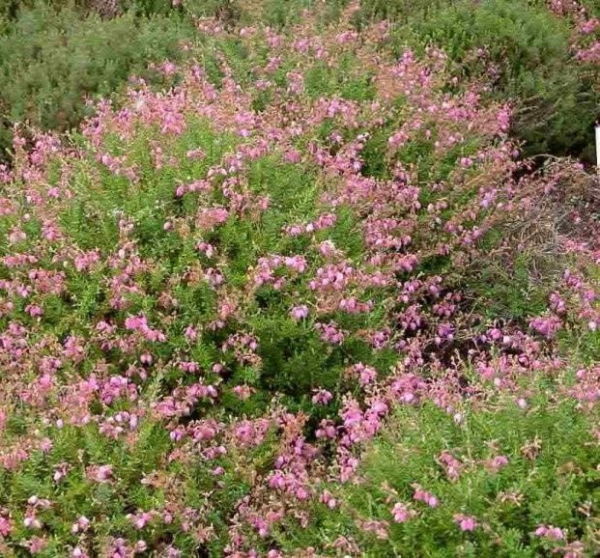 Daboecia cantabrica Praegerae - Irische Heide Praegerae - Glanzheide -  20-25