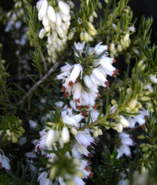 Erica carnea Isabell - Winterheide Isabell - Schneeheide