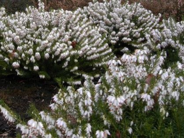 Erica carnea Schneekuppe - Winterheide Schneekuppe - Schneeheide