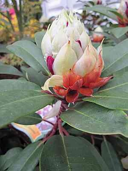 Großblumige Alpenrose Hans Hachmann ® - Rhododendron Hybride Hans Hachmann ® 30-40