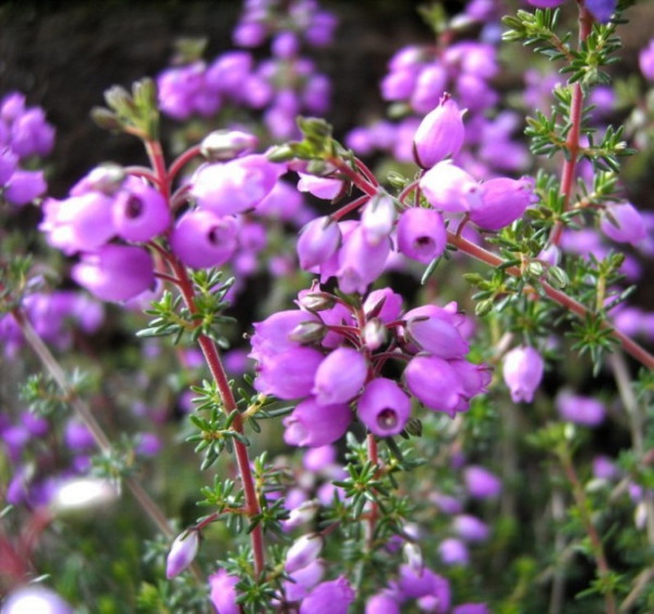 Erica cinerea Pallas - Grauheide Pallas -  15-20