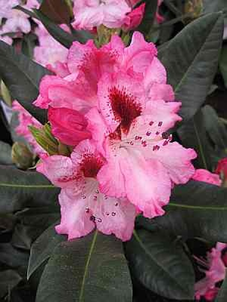 Rhododendron Hybride Holdrio 1