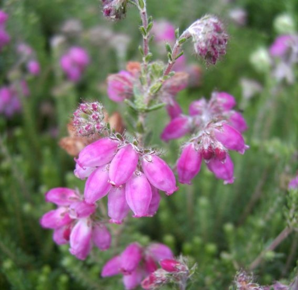 Erica tetralix Con Underwood - Glockenheide Con Underwood - Moorheide -  10-15