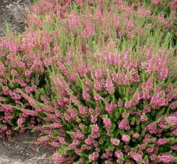 Erica vagans Mrs. D. F. Maxwell - Cornwallheide Mrs. D. F. Maxwell - Mittsommerheide