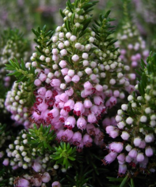 Erica vagans St. Keverne - Cornwallheide St. Keverne
