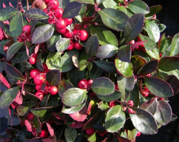 Gaultheria procumbens - Niederliegende Scheinbeere - Rebhuhnbeere