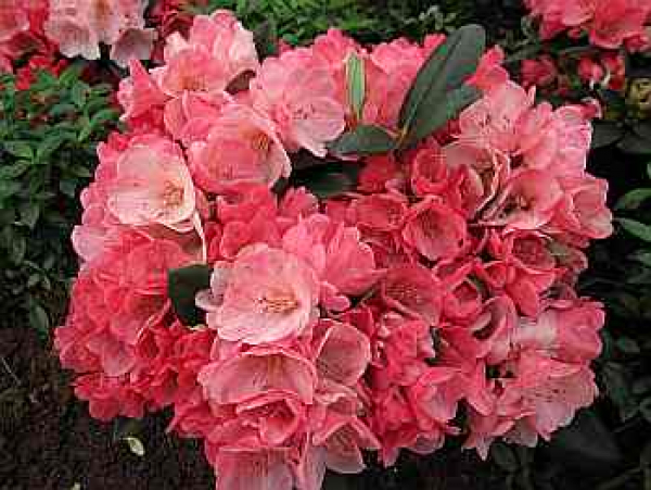 Rhododendron Hybride Julia - Großblumige Alpenrose Julia 30-40cm