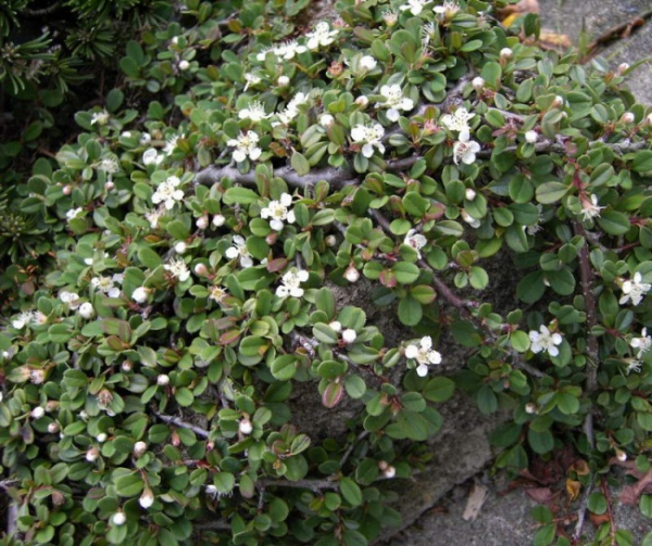 Cotoneaster procumbens  Streibs Findling - Kriechmispel Streibs Findling -  Zwergmispel - 15-20