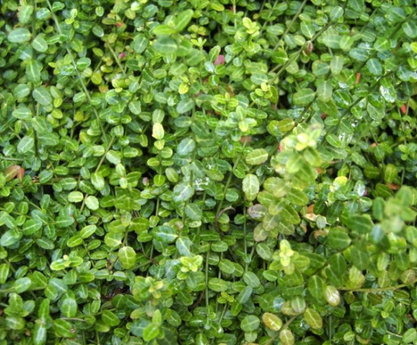 Euonymus fortunei  Minimus - Teppichspindel Minimus - 15-20