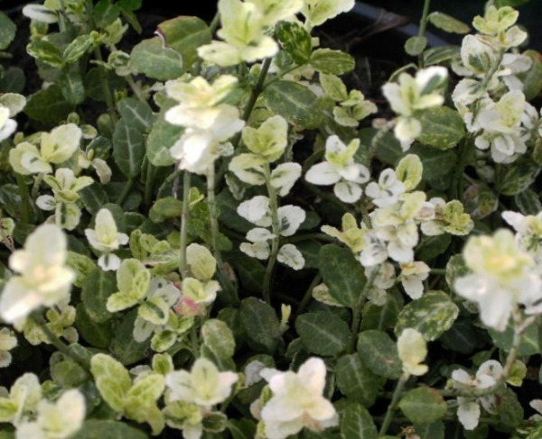 Euonymus fortunei  Silverstone® - Bunter Zwergspindelstrauch Silverstone® - 10-15
