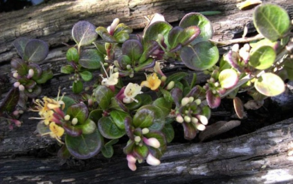Lonicera crassifolia  - Kriechende Heckenkirsche