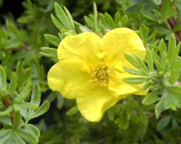 Potentilla fruticosa  Kobold 1