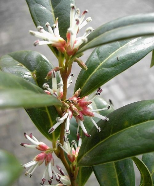 Sarcococca hookeriana var. humilis - Schattenblume - Himalaya-Schleimbeere - Fleischbeere - 15-20 cm