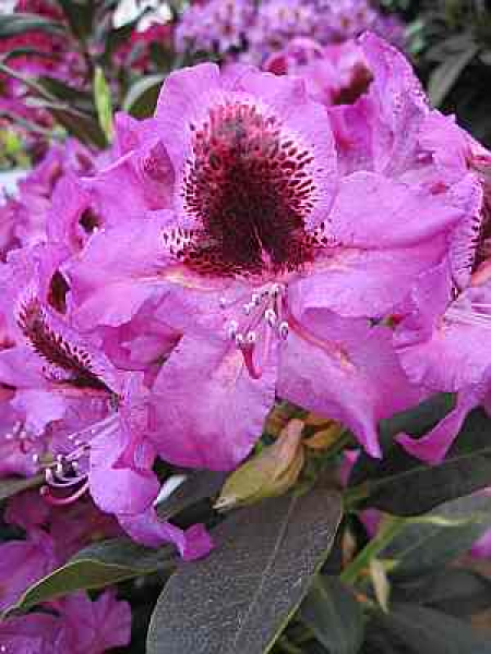 Großblumige Alpenrose Kangaroo - Rhododendron Hybride Kangaroo 30-40