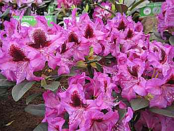 Großblumige Alpenrose Kangaroo - Rhododendron Hybride Kangaroo 30-40