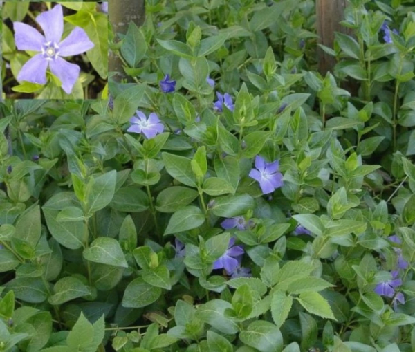 Vinca minor - Kleinblättriges Immergrün -