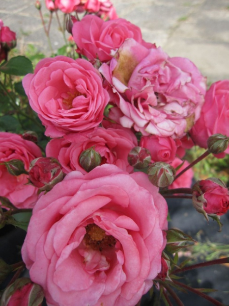 Beetrose Bella Rosa ® - Beetrose Bella Rosa - Kordes Rose