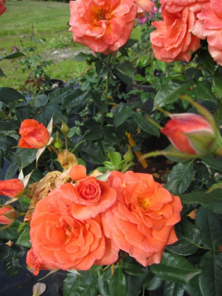 Rosa Betty Harkness (R) - Beetrose - Harkness Rose