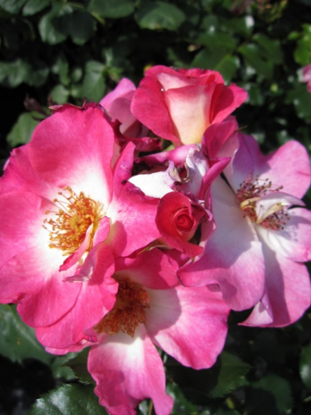 Beetrose Dolomiti (R) - Beetrose -