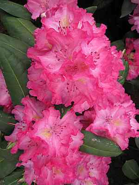 Großblumige Alpenrose Lambada - Rhododendron Hybride Lambada 30-40