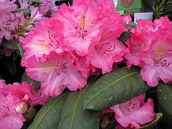 Großblumige Alpenrose Lambada - Rhododendron Hybride Lambada 30-40