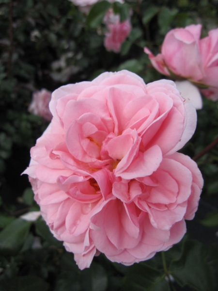 Beetrose Home and Garden (R) - Beetrose -