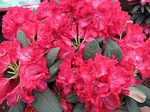 Großblumige Alpenrose Lava - Rhododendron Hybride Lava - 30-40