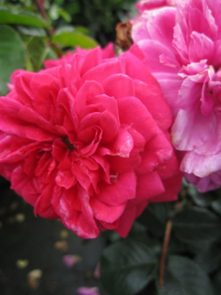 Beetrose Sonia Meilove (R) - Beetrose -