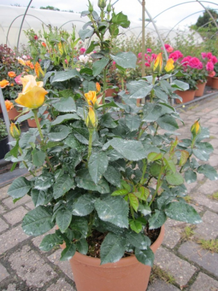 Beetrose Summer Palace (R) - Beetrose -