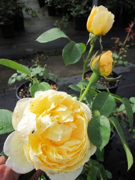Englische Rose The Pilgrim (R) - Englische Rose -