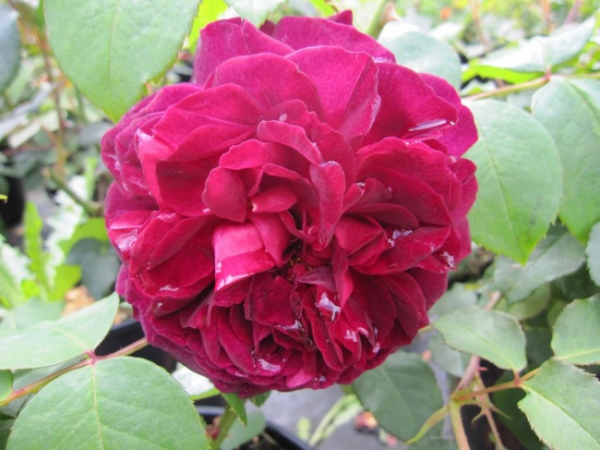 Englische Rose Cardinal Hume